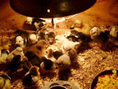 Hatchery Surprise Baby Chicks