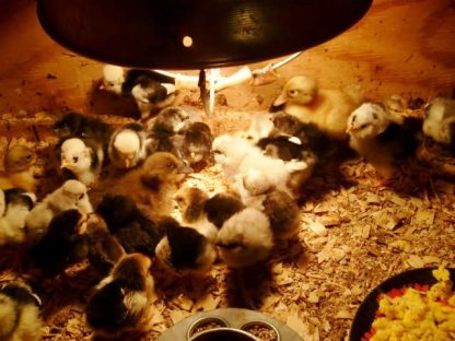 How Many Chickens Make a Flock? - Cackle Hatchery