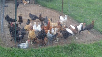 How Many Chickens Make a Flock? - Cackle Hatchery