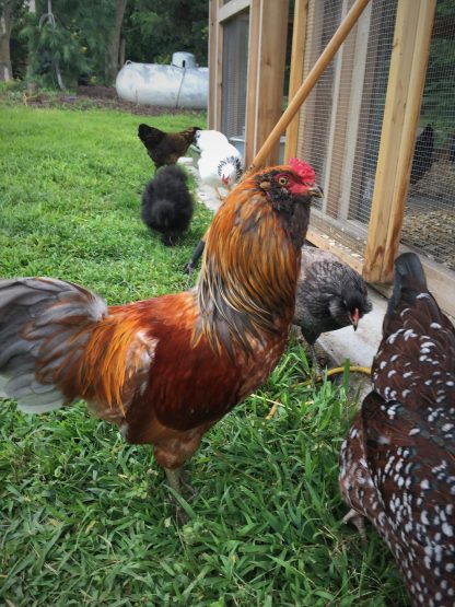 Easter Egger Chicken Photo by Cheryl Boice