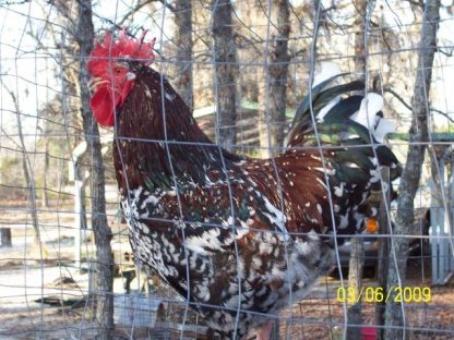 Speckled Sussex Chicken