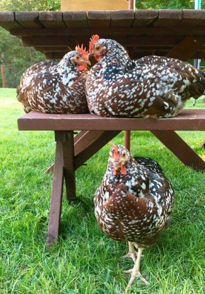 Speckled Sussex Chicken