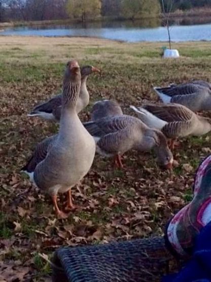 Toulouse Geese