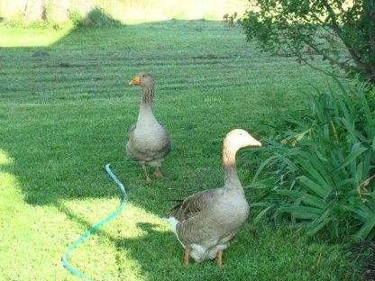 Toulouse Geese