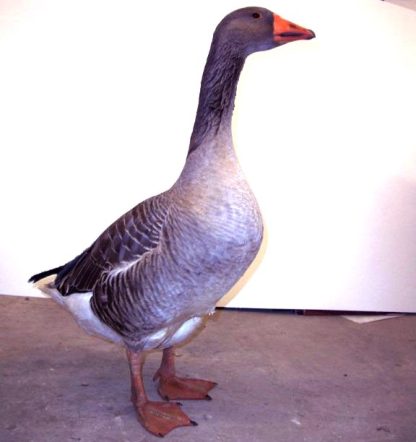 Toulouse Geese