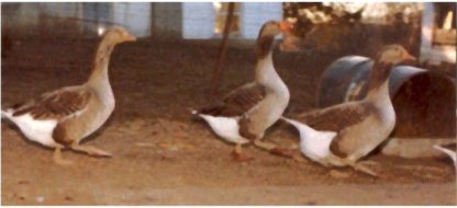 A Few of Cackle Hatchery®®'s breeder Toulouse Geese