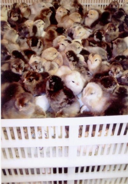 Tray of Easter Egg Chicken Chicks