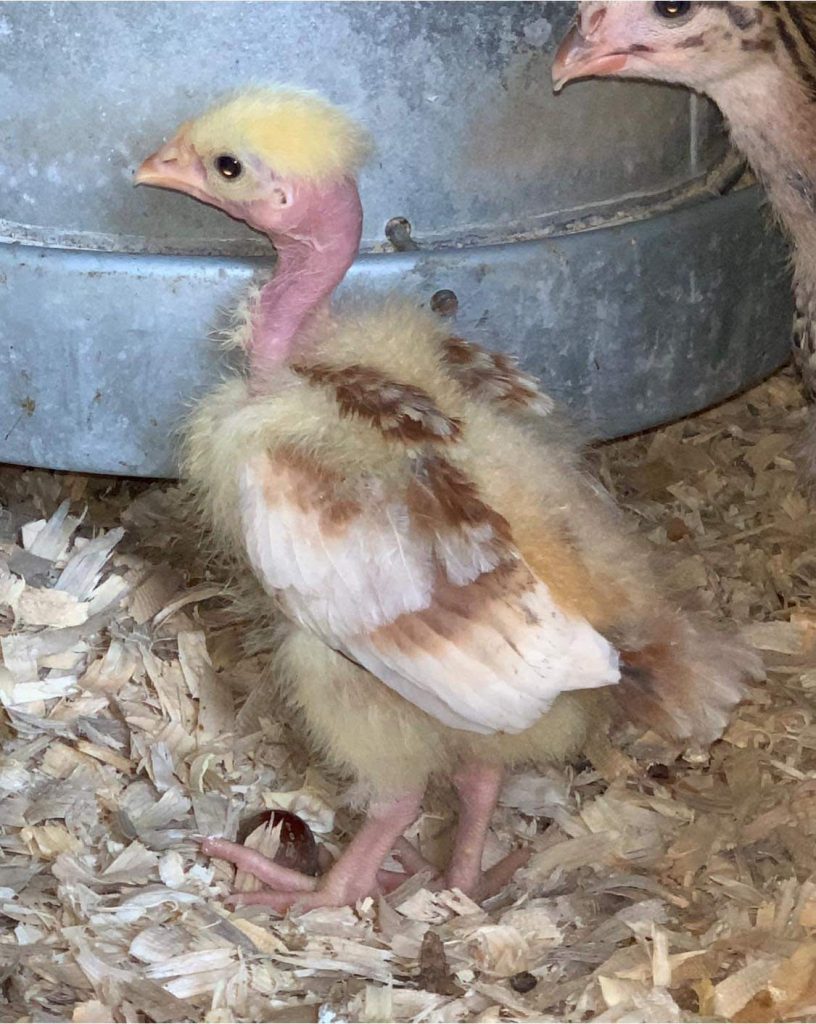 Turken "Naked Neck" Chicks for Sale Cackle Hatchery®