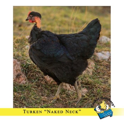 Turken "Naked Neck" Chicken