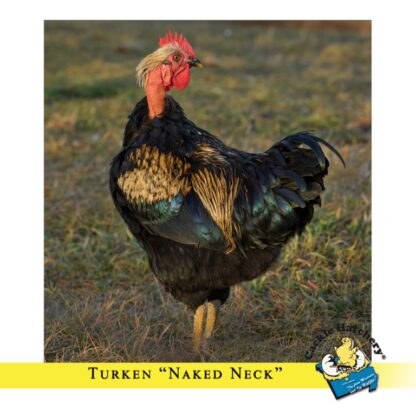 Turken "Naked Neck" Chicken