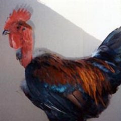Turken "Naked Necks" Chicken Rooster