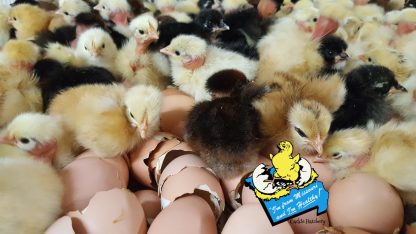 Day old Turken "Naked Necks" chicks