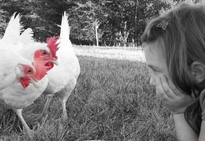 White Leghorn Chickens