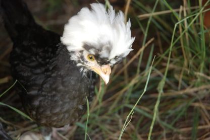 White Crested Black Polish Chicken