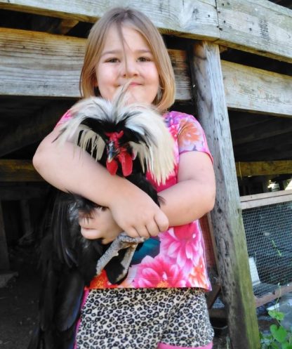 White Crested Black Polish Chicken