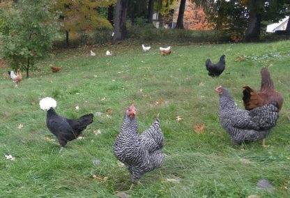 White Crested Black Polish Chickens