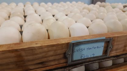Welsh Harlequin Eggs