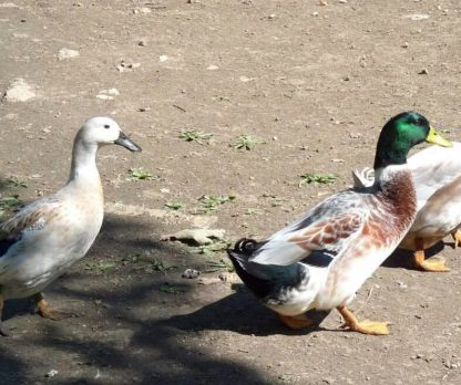 Welsh Harlequin Ducks