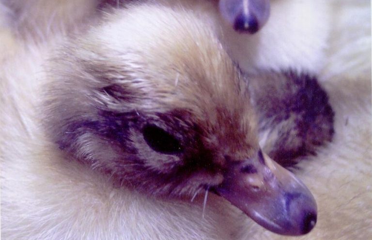 Just hatched Welsh Harlequin ducklings