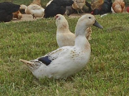 Welsh Harlequin Duck