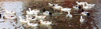 Flock of Welsh Harlequin Ducks on the pond.