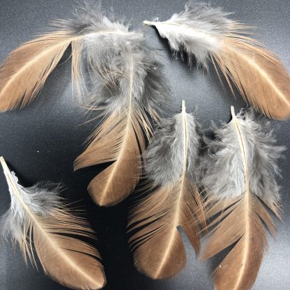 Welsummer Feathers