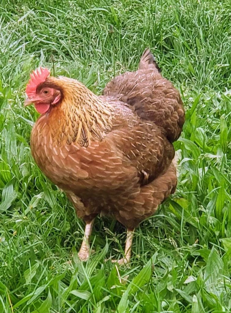 Welsummer Chicken