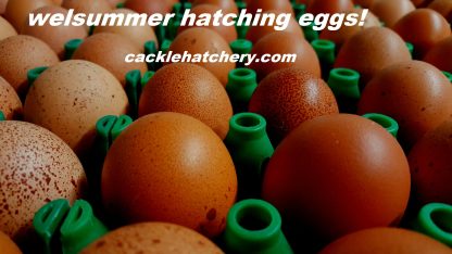 Welsummer Chicken Eggs