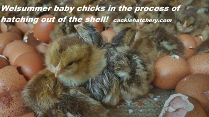 Welsummer Chicks for Sale