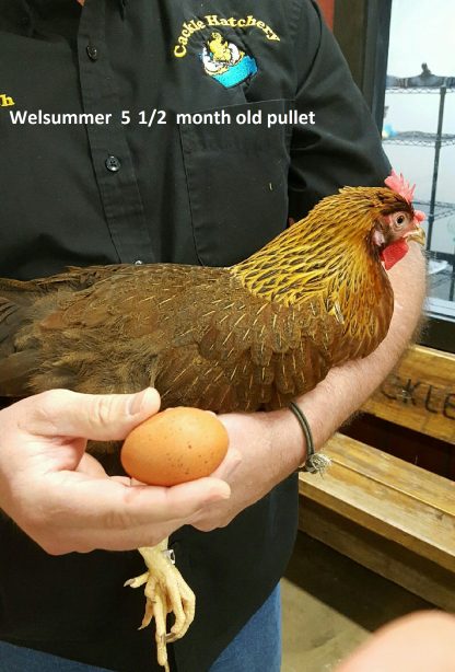 Welsummer Chicken