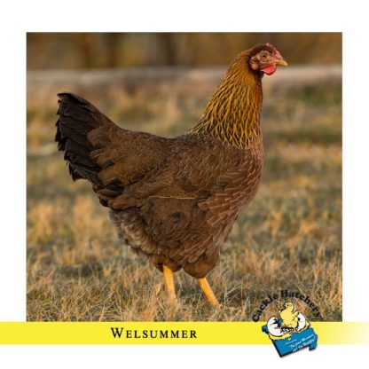 Welsummer Chicken