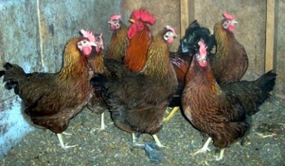 Flock of Welsummer Chicken Hens and Rooster