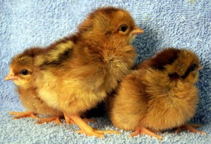 Welsummer Group of Chicks