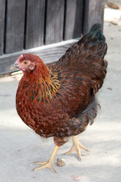 Welsummer Pullet Chicken Breed