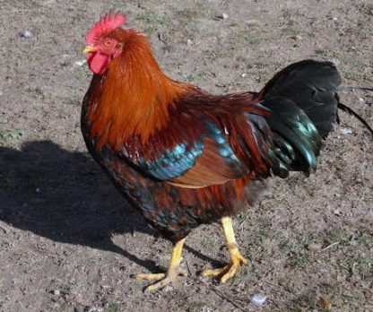 Welsummer Rooster Chicken