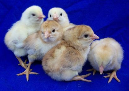 Day old Wheaten Aseel Chicks