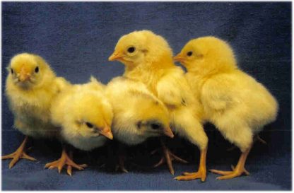 Day old Wheaten Cubalaya Chicks