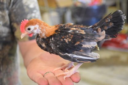 Young Wheaten Old English Game Bantam Chicken