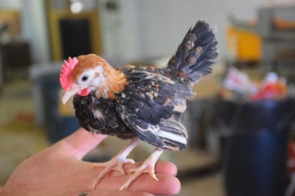 Young Wheaten Old English Game Bantam Chicken