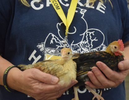 Young Wheaton Old English Game Bantam Chickens