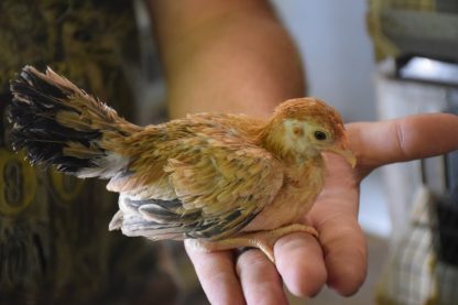 Young Wheaten Old English Game Bantam Chicken