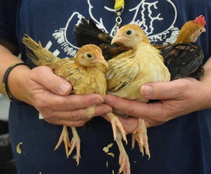 Young Wheaton Old English Game Bantam Chickens