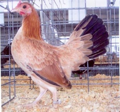 Wheaten Old English Game Bantam Chicken Hen