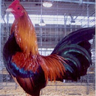 Wheaten Old English Game Bantam Chicken Rooster