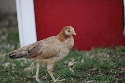 Wheaten Cubalaya Bantam