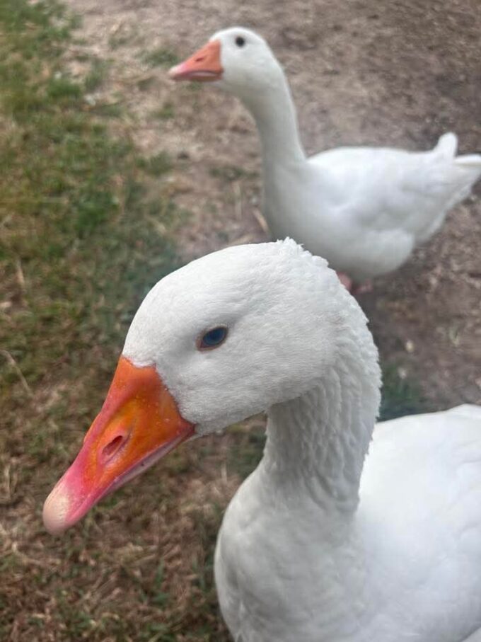 White Embden Geese - Image 34