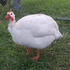 White Guinea