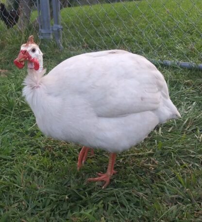 White Guinea