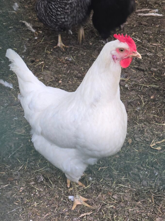 White Jersey Giant Chicken - Image 30