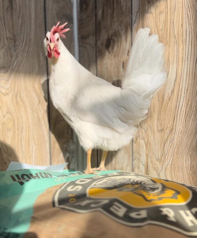 White Leghorn Chicken - Image 36